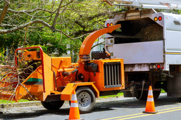 Best Tree Removal  in Burlington, WA