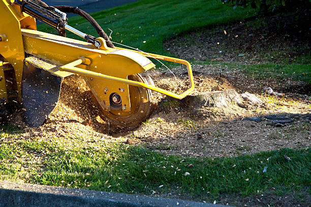 Best Hazardous Tree Removal  in Burlington, WA