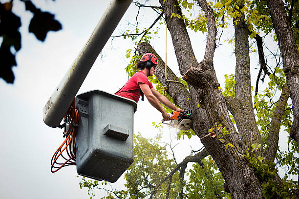 Best Tree Disease Treatment  in Burlington, WA